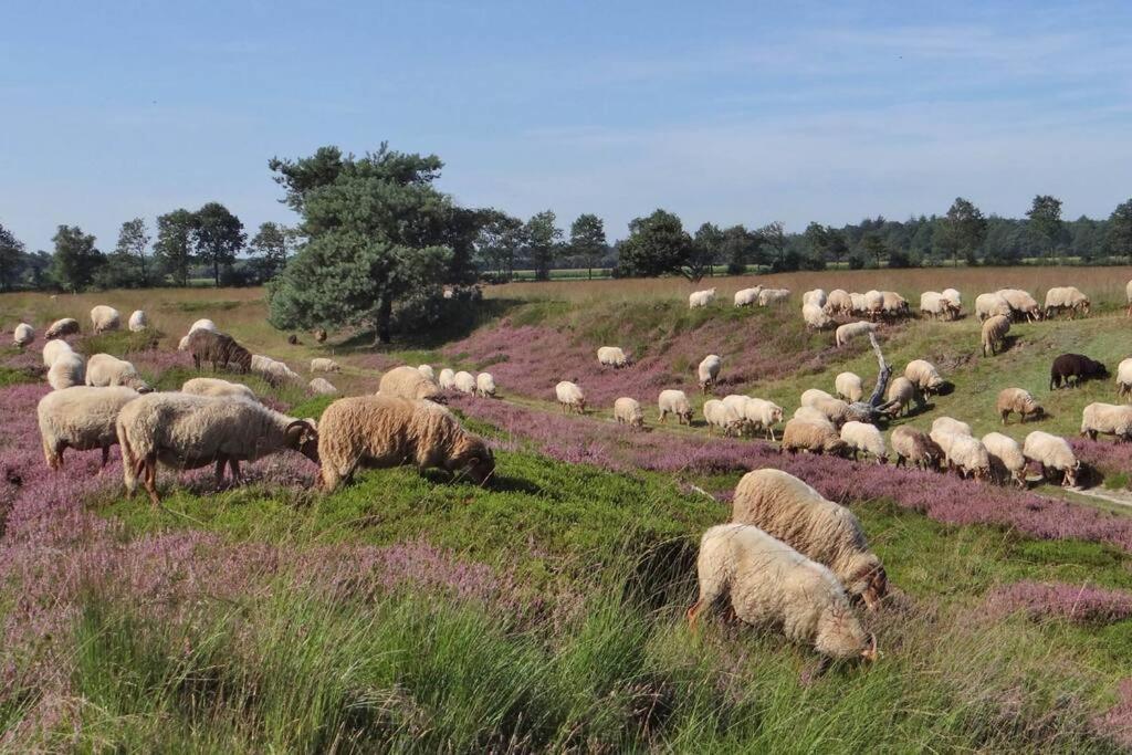הוילה Bakkeveen 4-6 Persoons Vakantiewoning Met Eigen Tuin מראה חיצוני תמונה